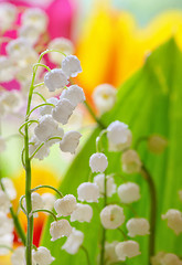 Image showing Lily of the valley (convallaria majalis)