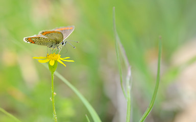 Image showing Common Blue (Polyomathus icarus) butterfly 