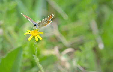 Image showing Common Blue (Polyomathus icarus) butterfly 