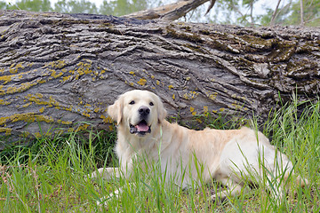 Image showing Golden retriever sitting in forest