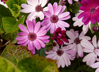 Image showing African daisies in different shades of pink