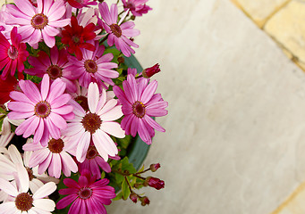 Image showing Flowerpot full of pink and magenta African daisies