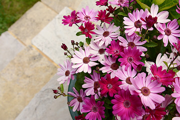 Image showing Dozens of pretty pink and magenta African daisies