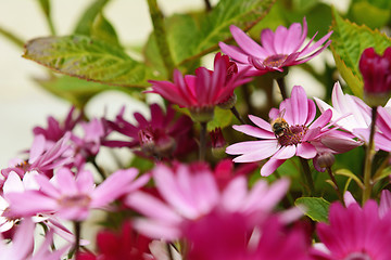 Image showing Small honeybee pollinating pink African daisies