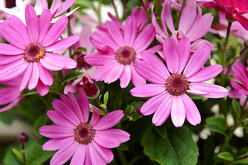 Image showing Four African daisies with vivid pink petals 