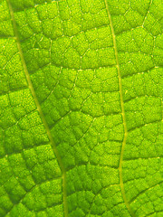 Image showing Emerald leaf texture