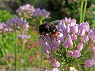 Image showing Bumble-bee