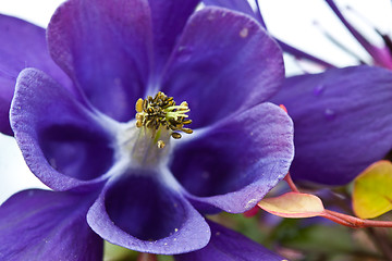 Image showing Close up of violet crocus flowers in a field