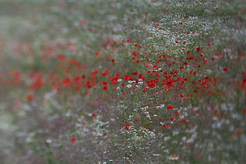 Image showing Many poppies in a field a cloudy sommer day