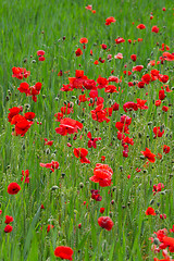 Image showing Many poppies in a field a cloudy sommer day