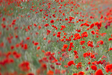 Image showing Many poppies in a field a cloudy sommer day