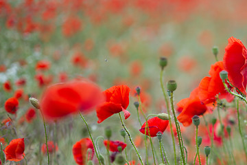 Image showing Many poppies in a field a cloudy sommer day