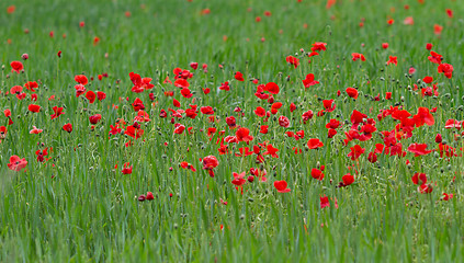 Image showing Many poppies in a field a cloudy sommer day