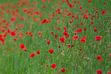 Image showing Many poppies in a field a cloudy sommer day