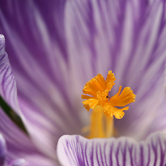 Image showing Close up of violet crocus flowers in a field