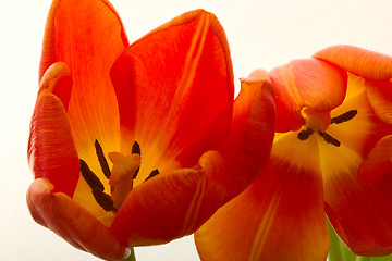 Image showing Orange and red tulip flowers closeup