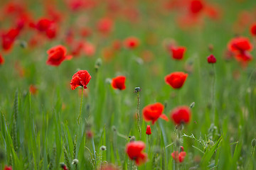 Image showing Many poppies in a field a cloudy sommer day