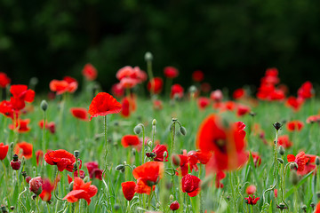 Image showing Many poppies in a field a cloudy sommer day