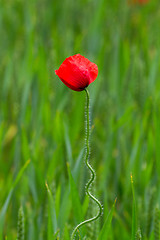 Image showing Many poppies in a field a cloudy sommer day