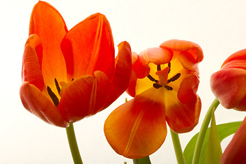 Image showing Orange and red tulip flowers closeup