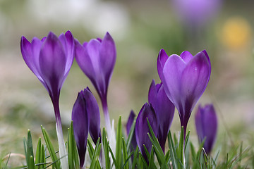 Image showing Close up of violet crocus flowers in a field