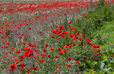 Image showing Many poppies in a field a cloudy sommer day