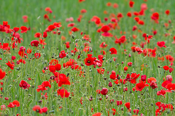 Image showing Many poppies in a field a cloudy sommer day