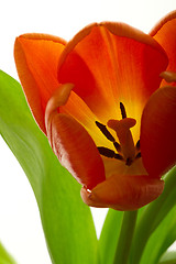 Image showing Orange and red tulip flowers closeup