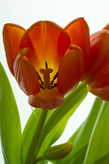 Image showing Orange and red tulip flowers closeup