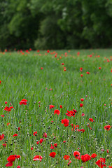 Image showing Many poppies in a field a cloudy sommer day