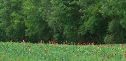 Image showing Many poppies in a field a cloudy sommer day