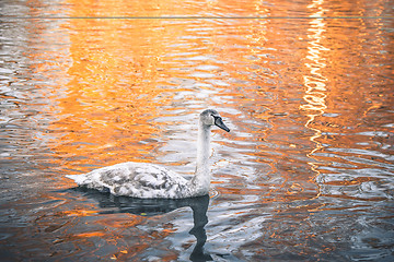 Image showing Swan cygnet changing feathers