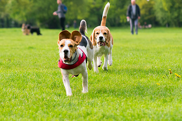 Image showing Dogs playing at park