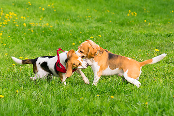 Image showing Dogs playing at park
