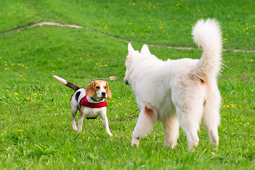 Image showing Dogs playing at park