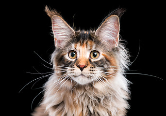 Image showing Maine Coon kitten