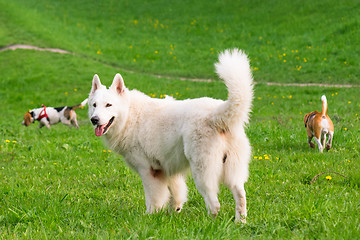 Image showing Dogs playing at park