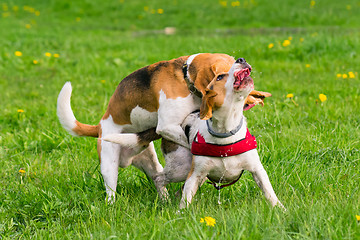 Image showing Dogs playing at park