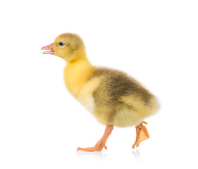 Image showing Cute little gosling