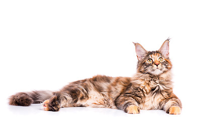 Image showing Maine Coon kitten