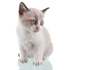 Image showing Baby Kitten