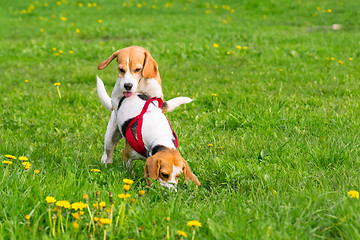 Image showing Dogs playing at park