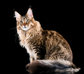 Image showing Maine Coon kitten