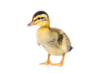 Image showing Cute little duckling