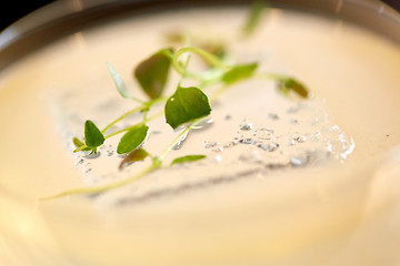 Image showing close up of glass with cocktail at bar