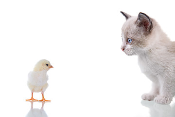 Image showing Kitten and Chick