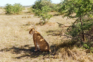 Image showing lioness hunting in savannah at africa