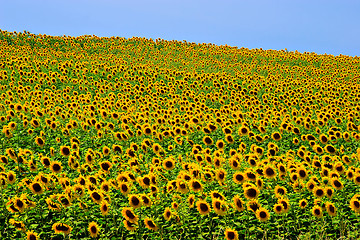 Image showing Sunflower Field