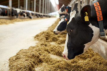 Image showing herd of cows eating hay in cowshed on dairy farm