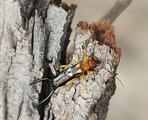 Image showing earwig on the bark
